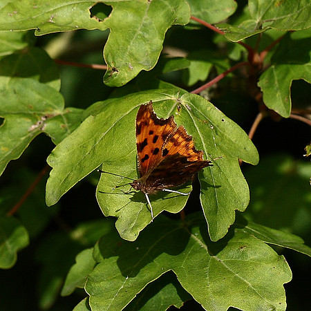 Comma