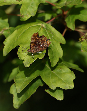 Comma