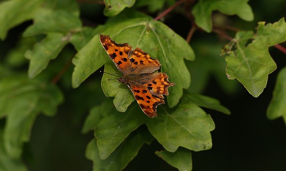 Comma