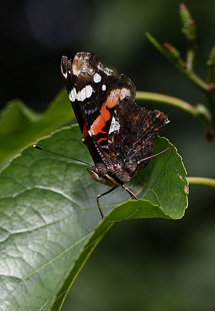 Red Admiral