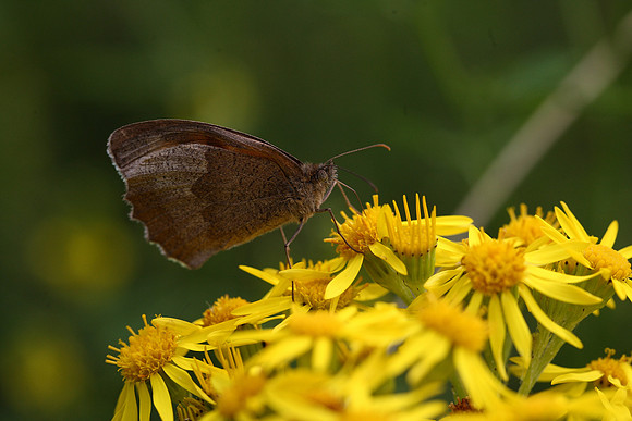 Meadow Brown