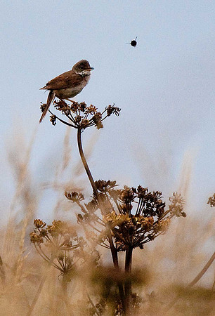 Whitethroat
