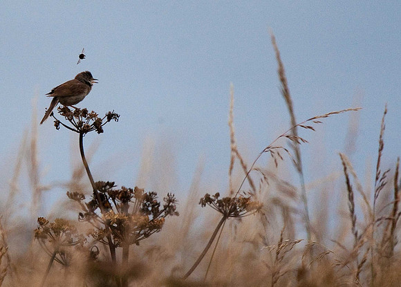 Whitethroat