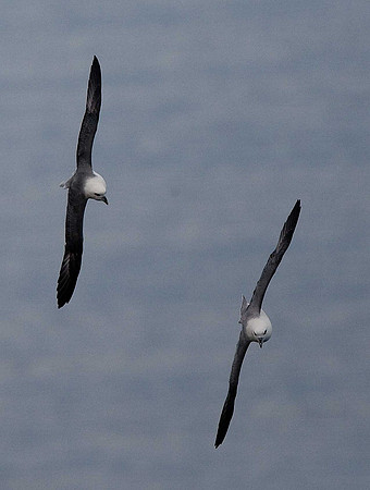 Fulmars