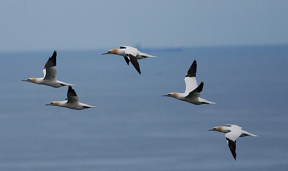 Gannet