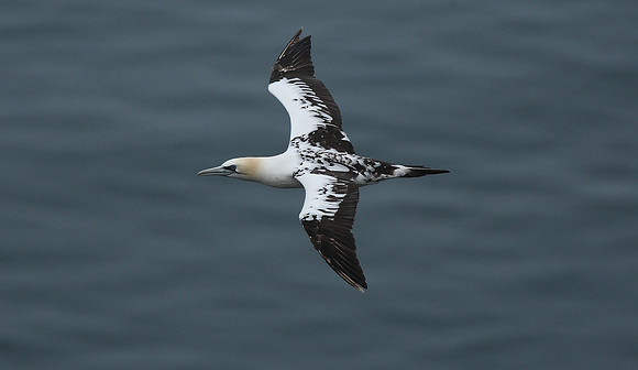 Gannet