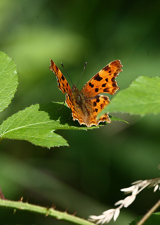 Comma