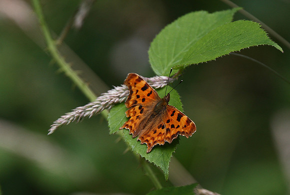 Comma