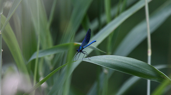 Beautiful Demoiselle