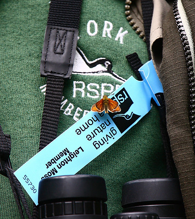 Small Skipper
