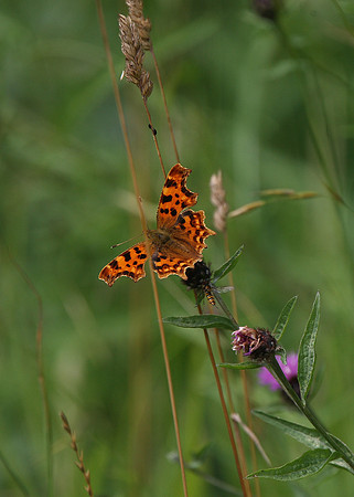 Comma