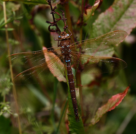 Brown Hawker