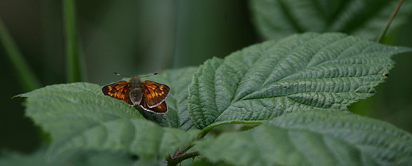 Large Skipper