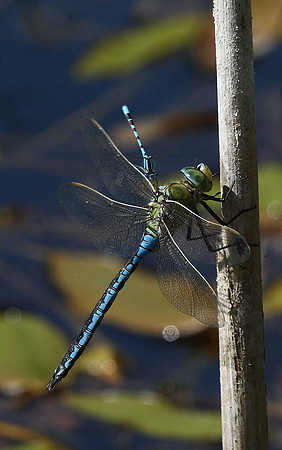 Emperor Dragonfly