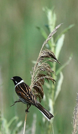 Reed Bunting