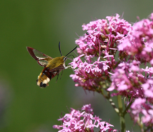 Broad-bordered Bee Hawk Moth