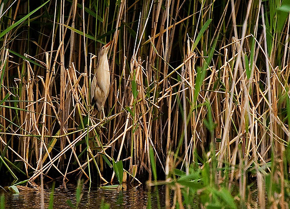 Little Bittern