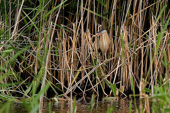 Little Bittern