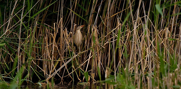Little Bittern