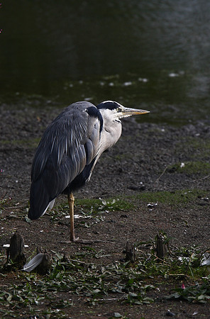 Heron