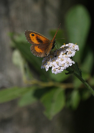 Gatekeeper