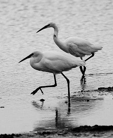 Little Egrets