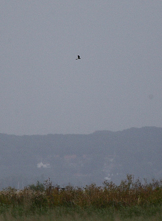 Montagu's Harrier