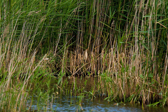 Little Bittern