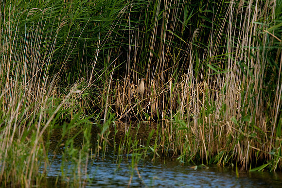 Little Bittern