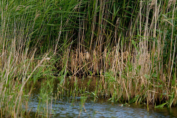 Little Bittern