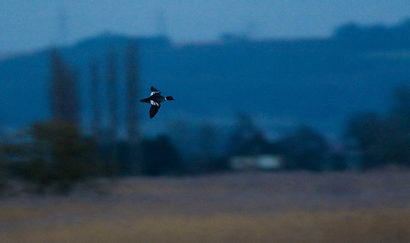 Goldeneye
