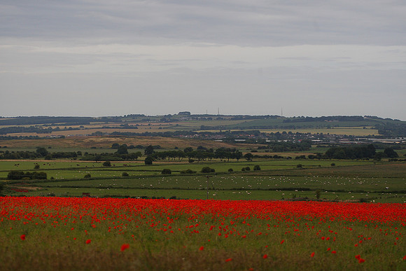 Poppies at Folkton