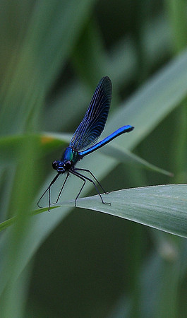 Beautiful Demoiselle