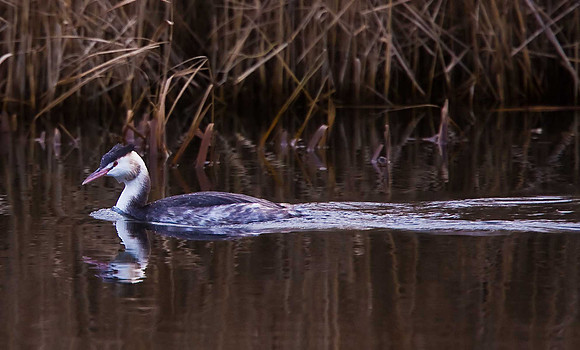 Great Crested Grebe