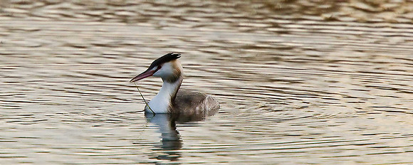 Great Crested Grebe