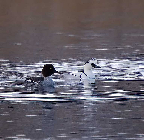 Smew