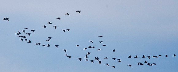 Pink-footed Geese