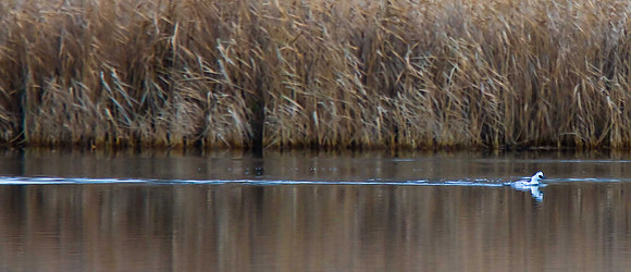 Smew