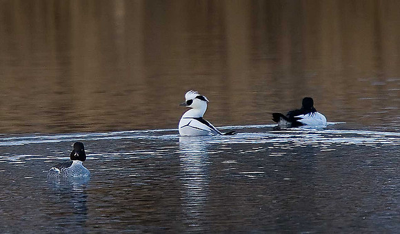 Smew