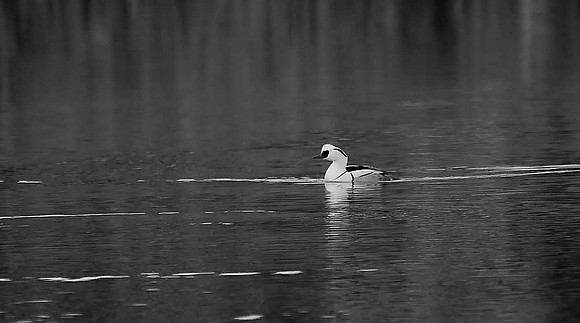 Smew