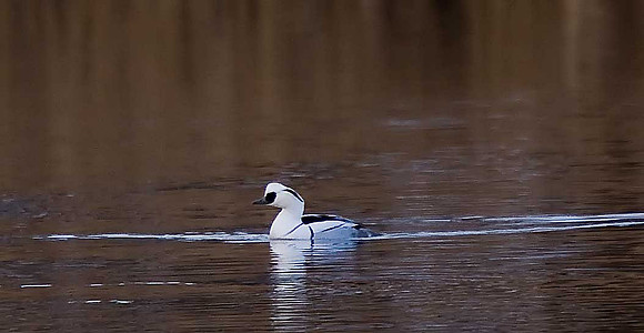 Smew