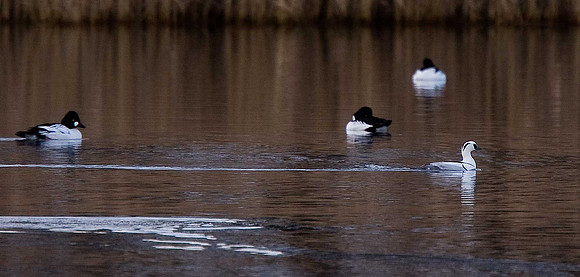 Smew