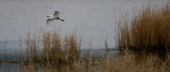 Little Egret