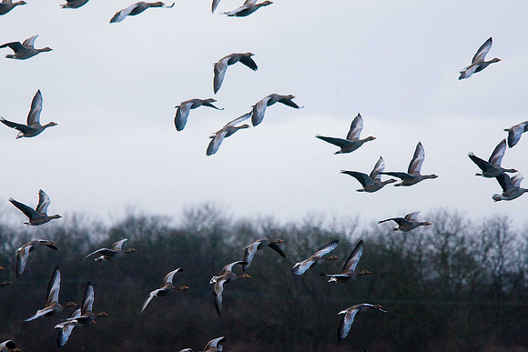 Greylag Goose