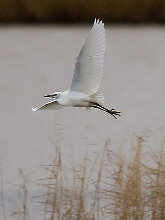 Little Egret