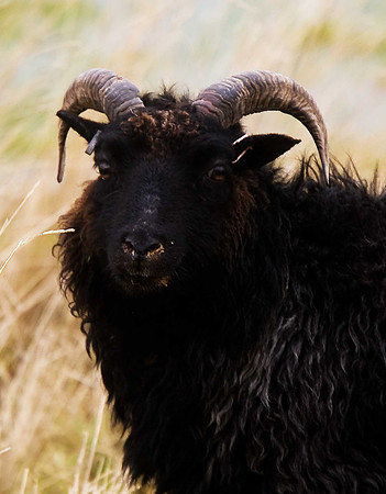 Shetland Sheep