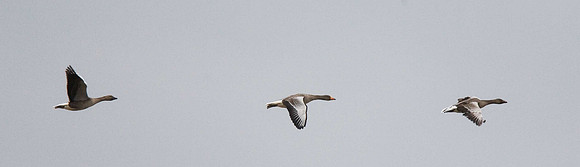Greylag Goose