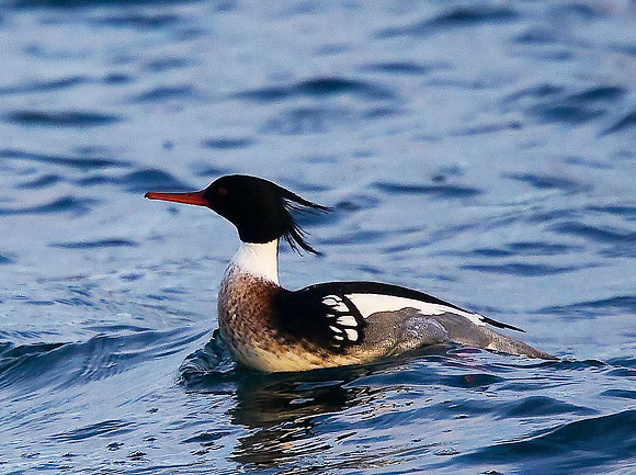 Red-breasted Merganser