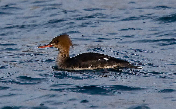 Red-breasted Merganser