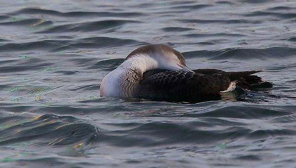Black-throated Diver